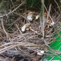 جوجه قناری حمیدیه