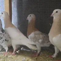 کبوترکله هماریحانی سوری