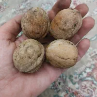 گردوی تازه امسال هرسین