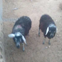 ۳ عدد بره کوچیک