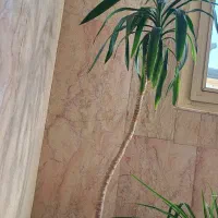 گل و گیاه آپارتمانی و استند چوبی گل|گل و گیاه طبیعی|تهران, دریاچه شهدای خلیج فارس|دیوار