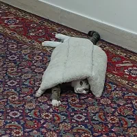 گربه عقیم شده زیر یکسال