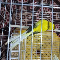 قناری رسمی بلند ماده|پرنده|ری, شهرک نظامی|دیوار