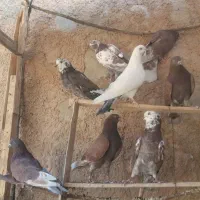 کبوتر|پرنده|شباب, |دیوار