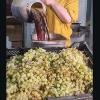 رب انار ساوه / شیره انگور|خوردنی و آشامیدنی|تهران, خاوران|دیوار