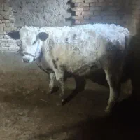 گوساله نر|حیوانات مزرعه|فارسان, |دیوار