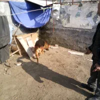 سگ گرگی|سگ|بندر انزلی, نوغان|دیوار