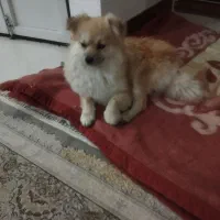 سگ پامرانین اصیل|سگ|تربتحیدریه, باغ سلطانی|دیوار