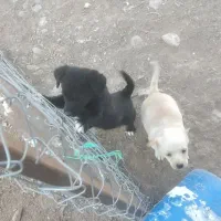 توله پاکوتاه