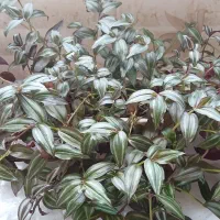 گل طبیعی|گل و گیاه طبیعی|سنقر, |دیوار