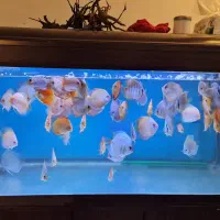 دیسکس زیبا و غذاخور|ماهی|تهران, زاهد گیلانی|دیوار