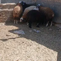 بره ماده