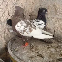 کفتر کبوتر سینه