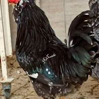 جوجه گلین فول کیفیت