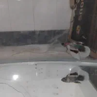 فایتر بیگ ایر جوان|ماهی|قم, علی آباد سعدگان|دیوار