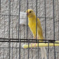 قناری نر یسر