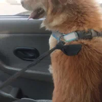 واگذاری پامر