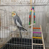 عروس هلندی