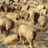 گوسفند،دام زیر فی
