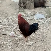 دوتا خروس محلی جوان و سنگین