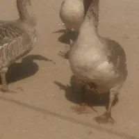 غاز|حیوانات مزرعه|نهبندان, |دیوار