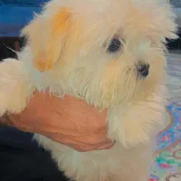 توله سگ  نژاد شیتزو