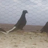 زاغ دم سفید به شرط|پرنده|رضویه, |دیوار