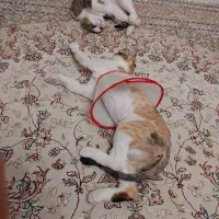 سه عدد گربه عقیم شده واکسناسیون کامل 6ماه واگذاری|گربه|پرند, فاز ۶|دیوار