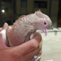 کبوتر دم سفید سمن و کرز