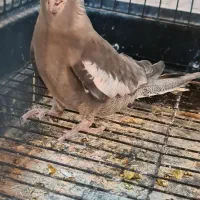 انواع عروس هلندی|پرنده|کرج, خرمدشت|دیوار