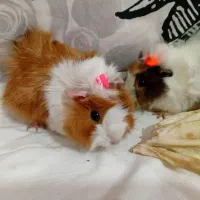 خوکچه هندی فشن|موش و خرگوش|شهرکرد, |دیوار