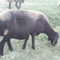 گوسفند ماده باردار|حیوانات مزرعه|گمیشان, |دیوار