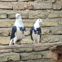 کبوتر ابلغ پشت گردنی
