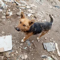 ژرمن گرگی|سگ|مشهد, همت آباد|دیوار