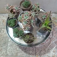 گل های آپارتمانی و کاکتوس|گل و گیاه طبیعی|مشگین شهر, |دیوار