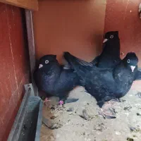 زاغ کبوتر