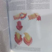 کتاب urology wein