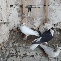 کفتر ماده هوایی یکی نر پشت طوق کاکلی هفت ساده