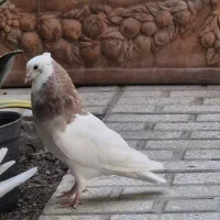 شش تا کبوتر