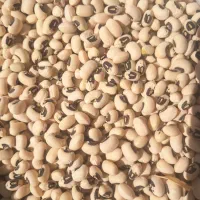 لوبیا آشی محلی(چشم بلبلی) فردا کوهدشت میام