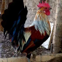 مرغ و خروس اصیل