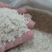برنج/فجر سوزنی/عمده/مستقیم از تولید کننده