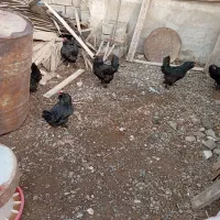 مرغ ریشدار و پاپر سیاه