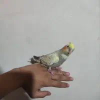 قبول واگذاری انواع پرنده