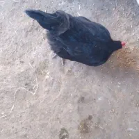 بوقلمون کروچ درشت با ۱۲ تخم