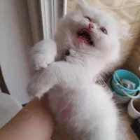 گربه پرشین بریتیش ماده|گربه|لاهیجان, کوی خزر|دیوار