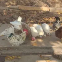 مرغ ۸ ماهه مصری سفید خالص کمیاب و مرغ گلین اصل