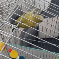 قفس ۱۰۳۳|لوازم جانبی حیوانات|کرج, باغستان|دیوار