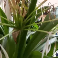 اجاره-باغ-برای-مرغ-داری-وغیره