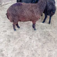 بره بومی ریز قلم.